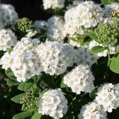 Березолистная в Лиде