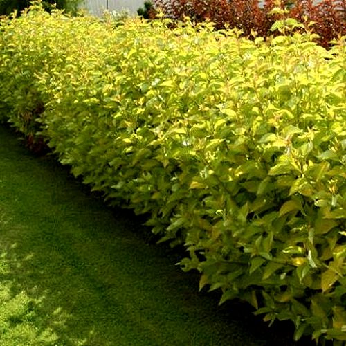 Комплект ДАРТС ГОЛД в Лиде