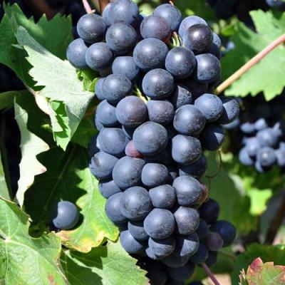 Круглый в Лиде