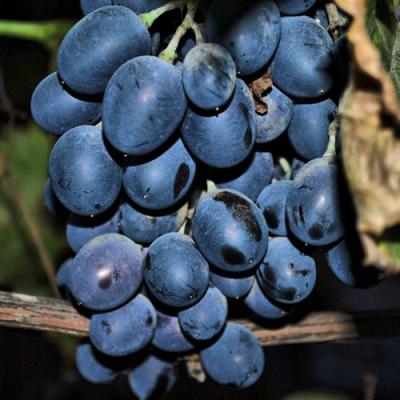 Синий в Лиде