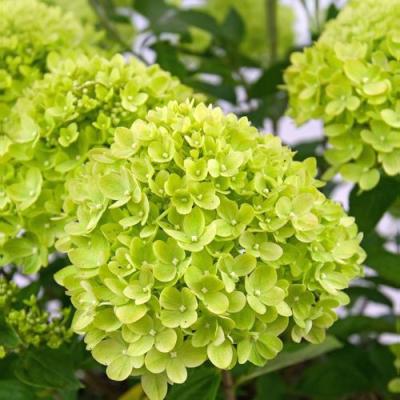 Зеленая в Лиде