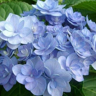 Голубая в Лиде