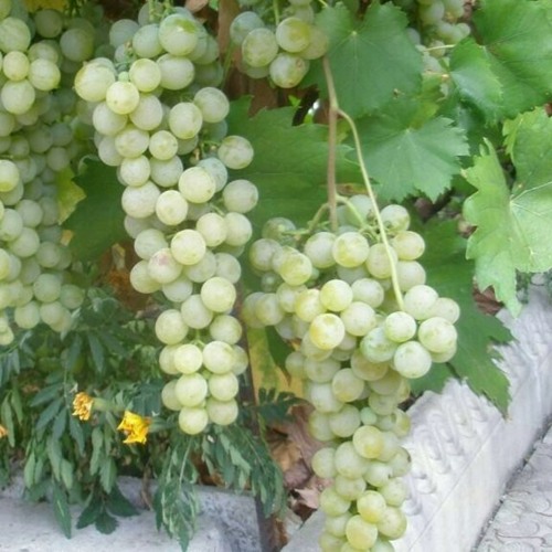 виноград Мускат Голодриги