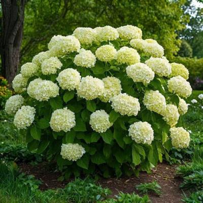 Большие (высокие) в Лиде