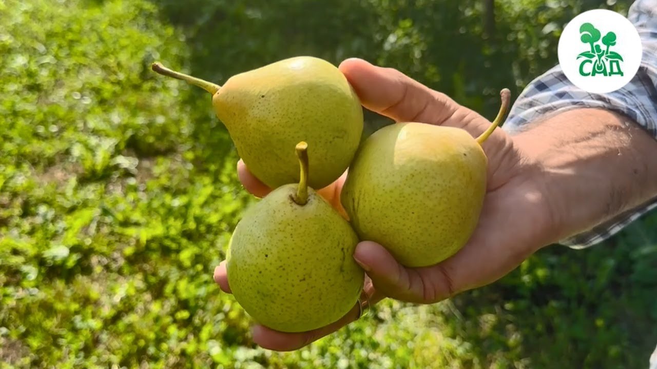 Превью видео