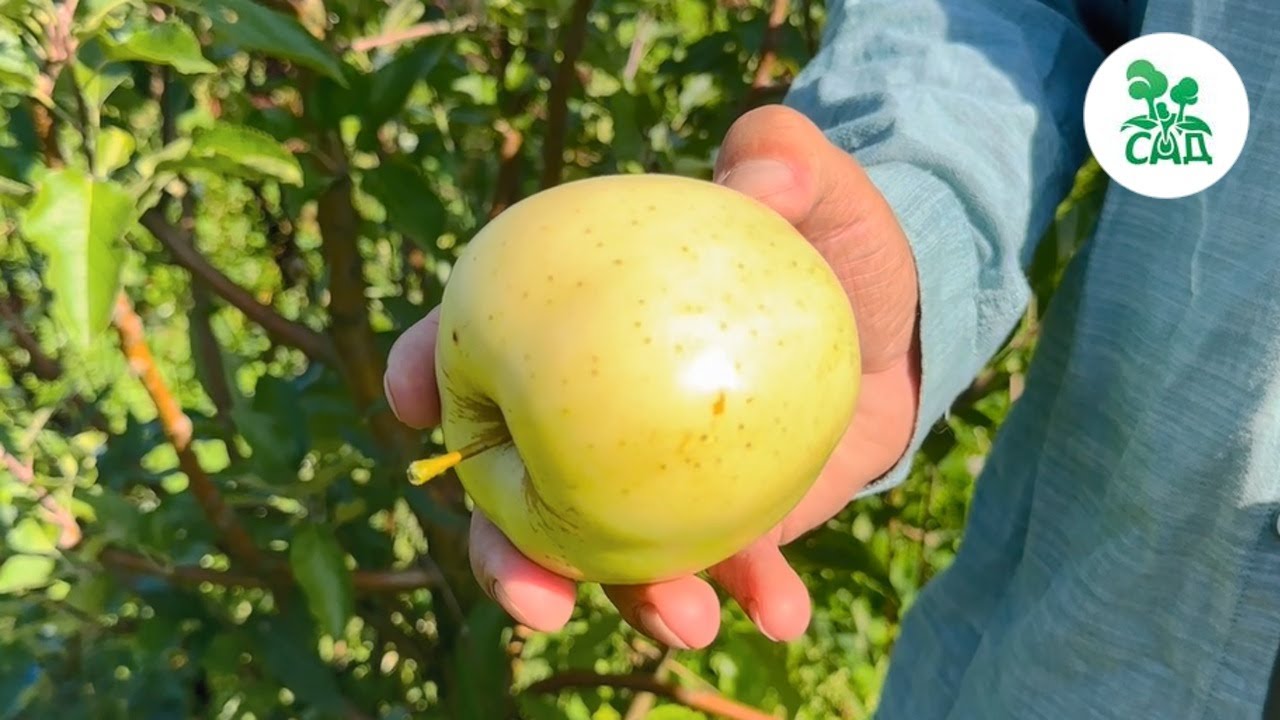 Превью видео