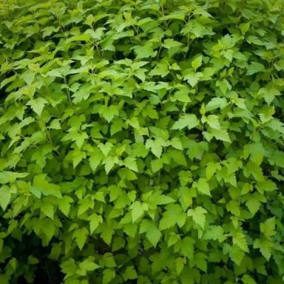 Зеленый в Лиде