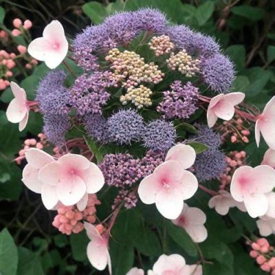 Шершавая в Лиде