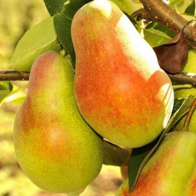 Красавица в Лиде