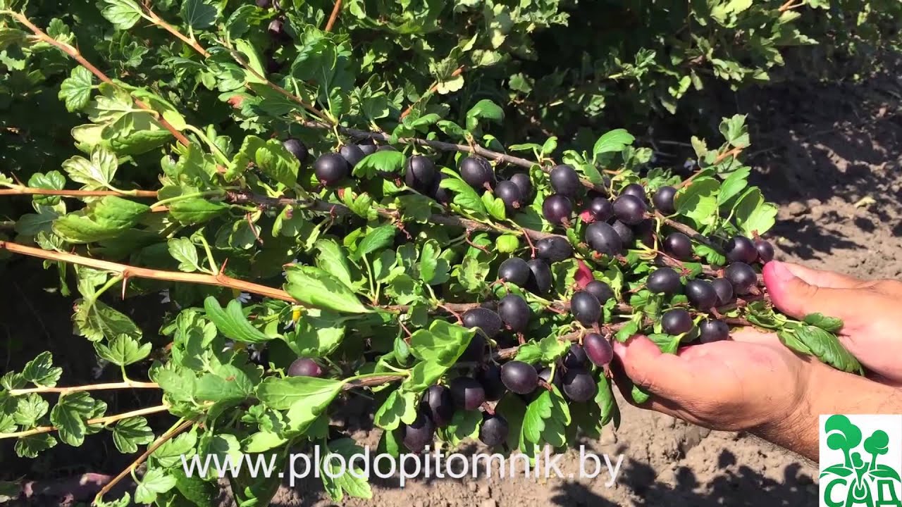 Превью видео