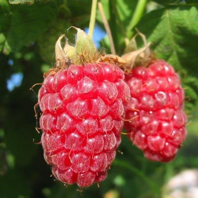 Крупная в Лиде