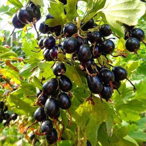 Смородина золотистая ОВАЛЬНАЯ в Лиде