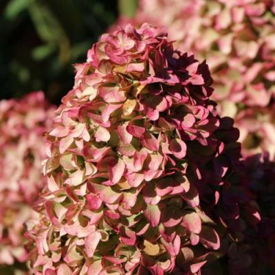 Мэджикал в Лиде