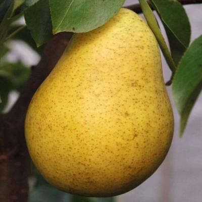 Крупная в Лиде