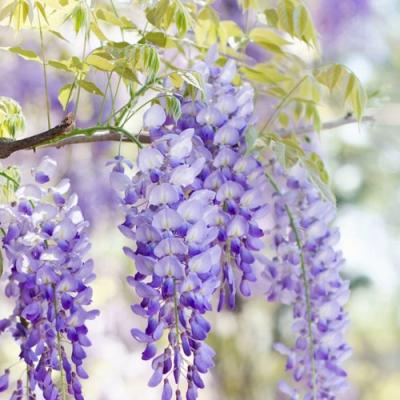 Глициния в Лиде