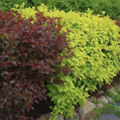 Калинолистный в Лиде