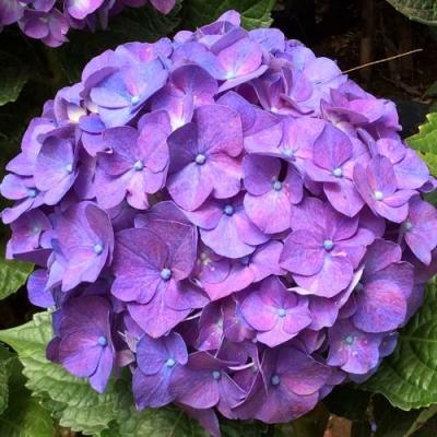 Фиолетовая в Лиде