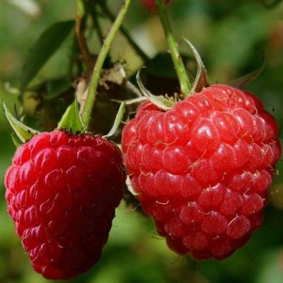 Кустовая в Лиде