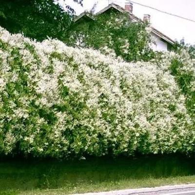 Фаллопия в Лиде