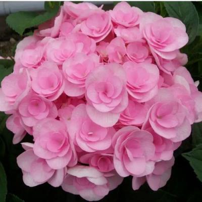 Махровая в Лиде