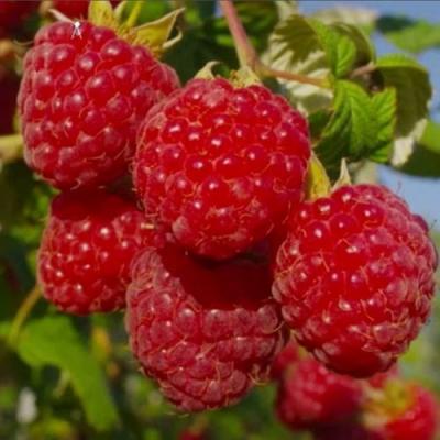 Ранняя в Лиде