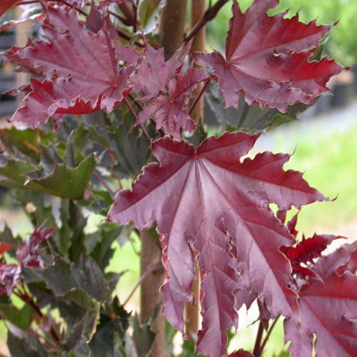 Клен КРИМСОН СЕНТРИ остролистный в Лиде