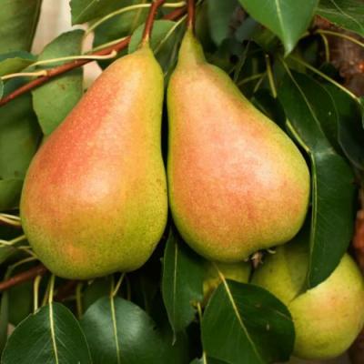 Сладкая в Лиде