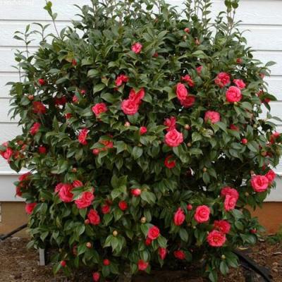 Камелия в Лиде