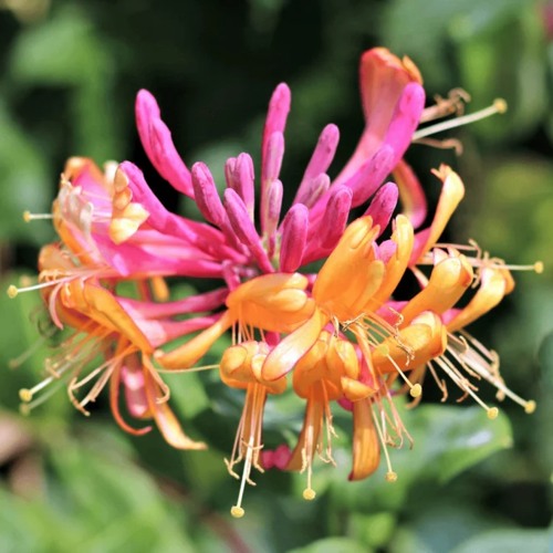 Жимолость ГЕКРОТА в Лиде