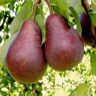 Красная в Лиде