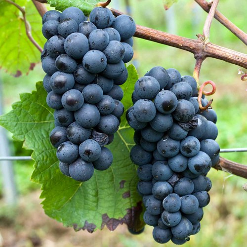 Виноград Пино Нуар