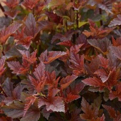 Красный в Лиде