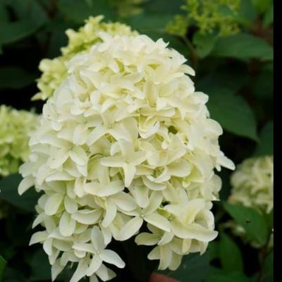 Средние в Лиде