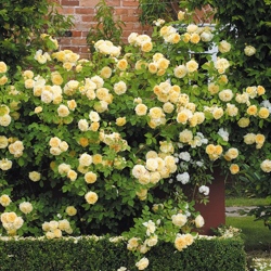 Тизинг Джорджия английская роза.jpg