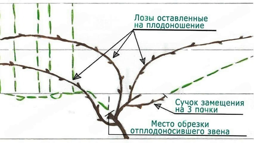 Основные правила обрезки винограда.jpeg