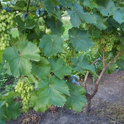 выбор места для посадки винограда.jpg