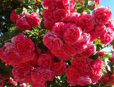 Немецкие розы.jpeg