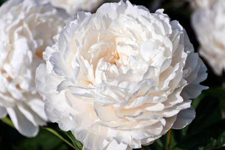 Пион белый .jpg