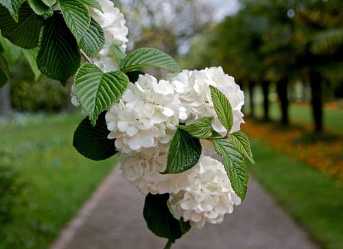 калина декоративная 1.jpg