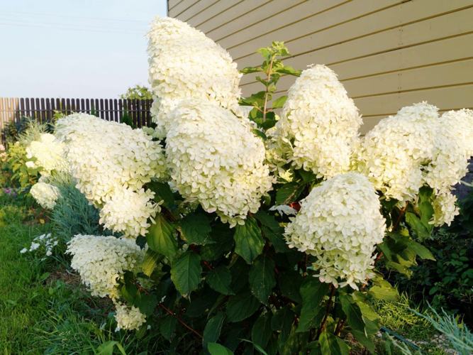 Фантом (Phantom).jpg