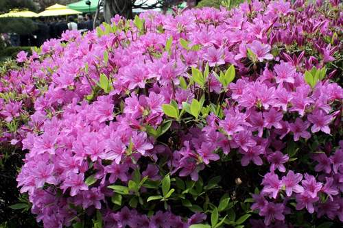 азалия японская сиреневая.jpg