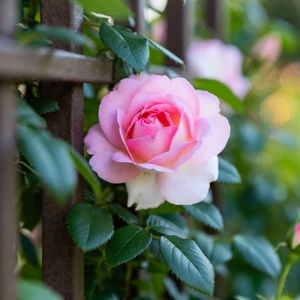 плетистая роза на шпалере.jpeg