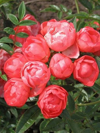 Роза ОРАНЖ МОРСДАГ полиантовая .jpg