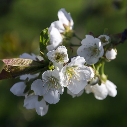 цветение черешни.jpg