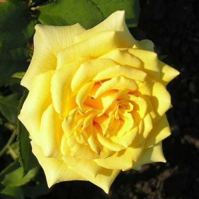 Роза ЛАНДОРА чайно-гибридная  в Лиде