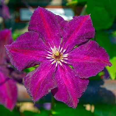 Клематис ГРЮНВАЛЬД в Лиде