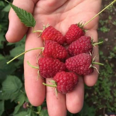 Малина ЕВРАЗИЯ в Лиде