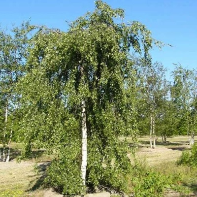 Береза ПОВИСЛАЯ в Лиде