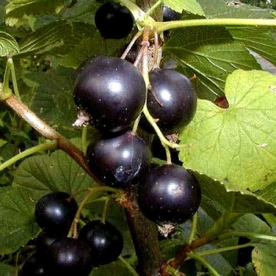 Смородина чёрная БИНАР в Лиде