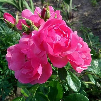 Роза АНГЕЛА флорибунда в Лиде